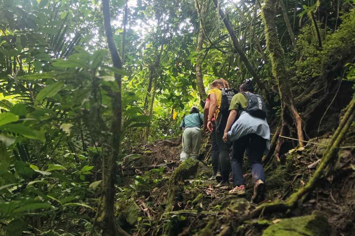 People hiking through a dense forest