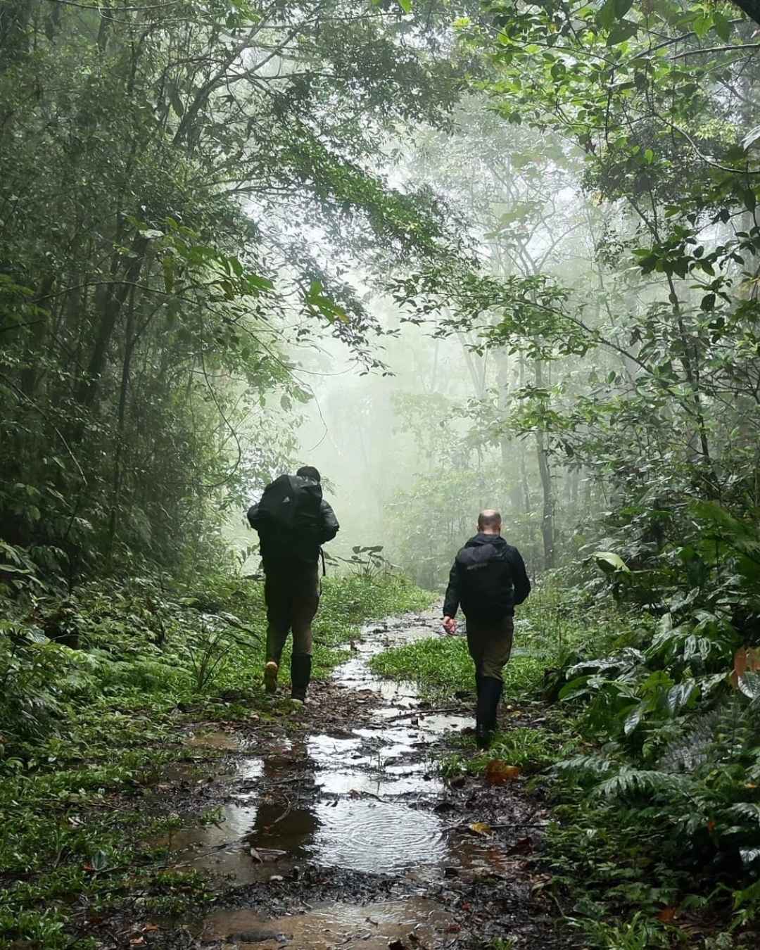 Two people hiking on a misty forest path with backpacks.